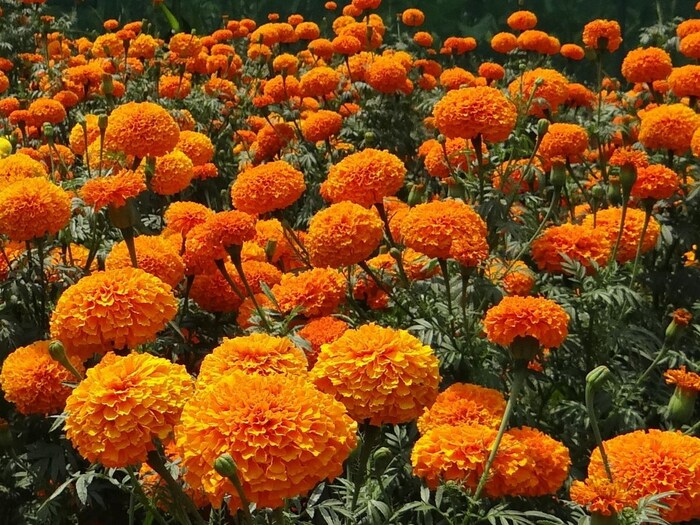 Not only the beauty of the garden, there is a panacea for your health too, learn it, know it 2 Canva