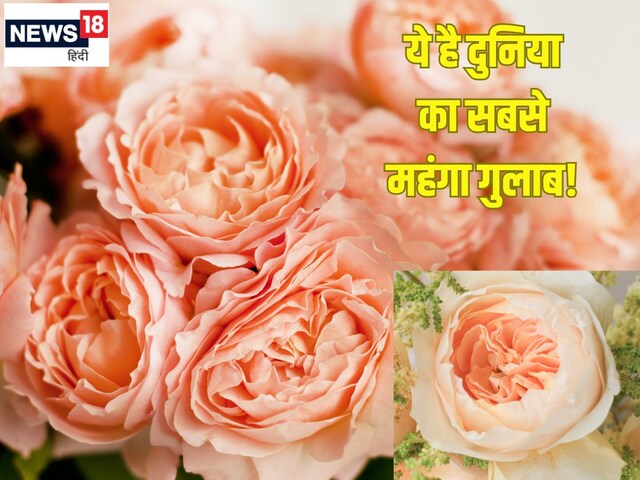 ये है दुनिया का सबसे महंगा गुलाब, कीमत जानकर उड़ जाएंगे होश, इतने में खरीद लेंगे बंगला, गाड़ी, हीरे-मोती