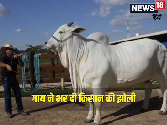40 करोड़ की गाय, भारत से कनेक्शन, खूबसूरती ऐसी कि नजर नहीं हटा सकेंगे 40 करोड़ की गाय, भारत से कनेक्शन, खूबसूरती ऐसी कि नजर नहीं हटा सकेंगे
