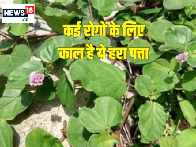 कई रोगों के लिए काल है ये हरा पत्ता, किडनी और दिल के लिए रामबाण औषधि