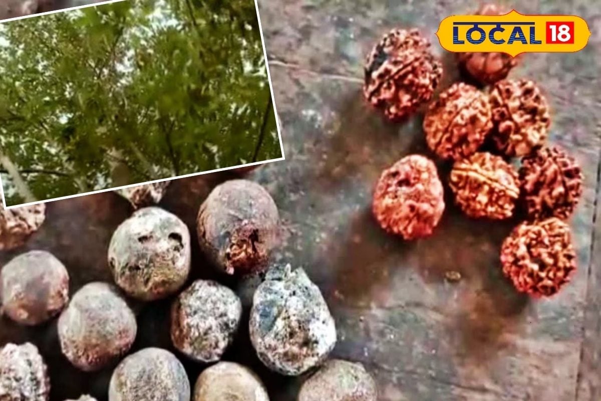 शिव के आंसू का चमत्कार! 23 साल बाद मंदिर में फला रुद्राक्ष का पेड़सभी हैरान