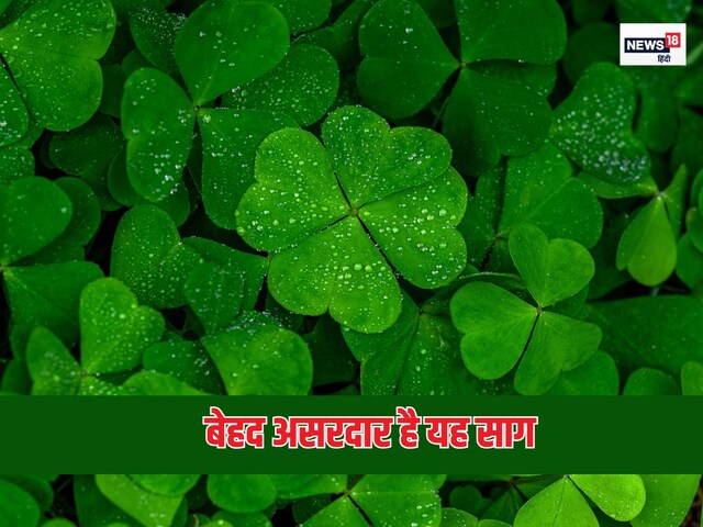 शरीर की हड्डियों और मसल्स को फौलाद बना देता है यह हरा साग, नसों में नई जान