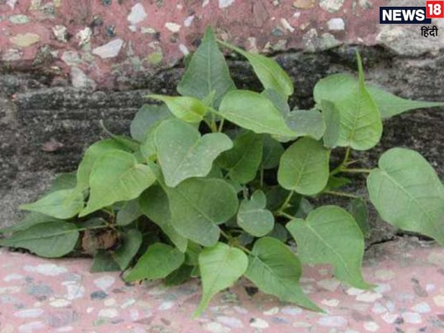घर की दीवार पर उग आया है पीपल का पेड़, तो हो जाएं सावधान ! ऐसे खत्म करें दोष घर की दीवार पर उग आया है पीपल का पेड़, तो हो जाएं सावधान ! ऐसे खत्म करें दोष