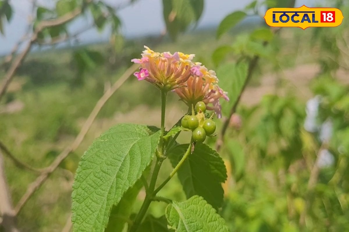 बवासीर के दर्द और सूजन में वन तुलसी लाभकारी, चबाने मात्र से मिलेगी राहत