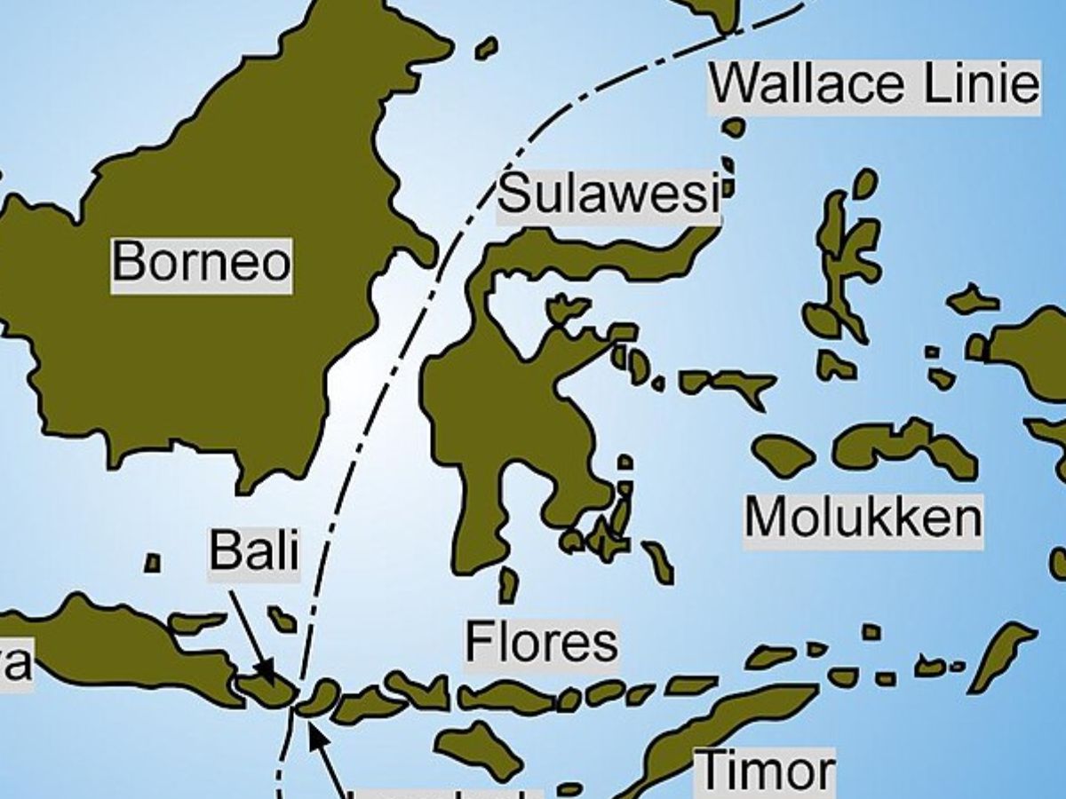 Broder for species, Wallace Line, वालेस लाइन, ecological barrier, species distribution, प्रजातियों का वितरण, Southeast Asia, Amazing video, viral video, weird news, bizarre news, shocking news, world, अजब गजब, अजीबोगरीब खबर, जरा हटके, 