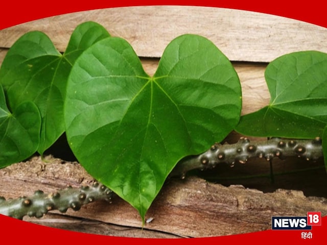 Giloy has countless properties, will keep a little consumption daily from all diseases Giloy has countless properties, will keep a little consumption daily from all diseases