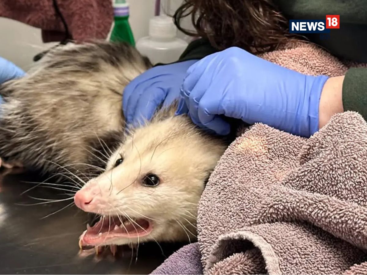 animal eat chocolate cake