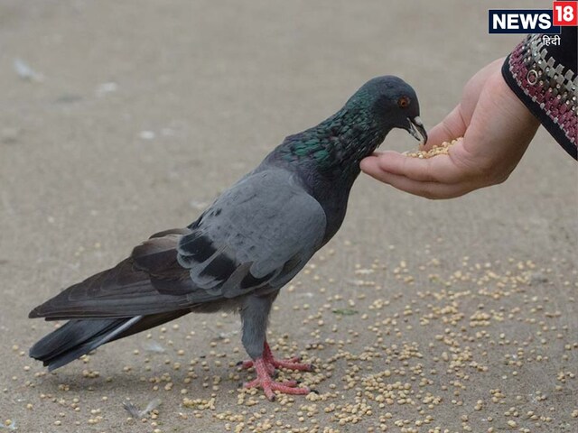 कबूरतों को दाना खिलाने से कौन से ग्रह होते हैं शांत? जानें