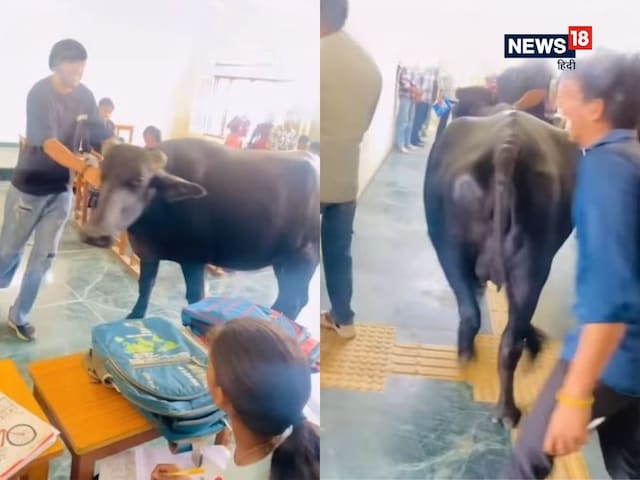 'अकल लेने आई है!' कॉलेज में पढ़ रहे थे छात्र, तभी क्लासरूम में घुस गई भैंस! 'अकल लेने आई है!' कॉलेज में पढ़ रहे थे छात्र, तभी क्लासरूम में घुस गई भैंस!
