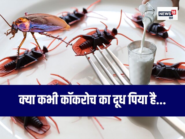 गाय-भैंस से 3 गुणा ज्यादा शक्तिशाली है कॉकरोच का दूध, प्रोटीन और कैलोरी का