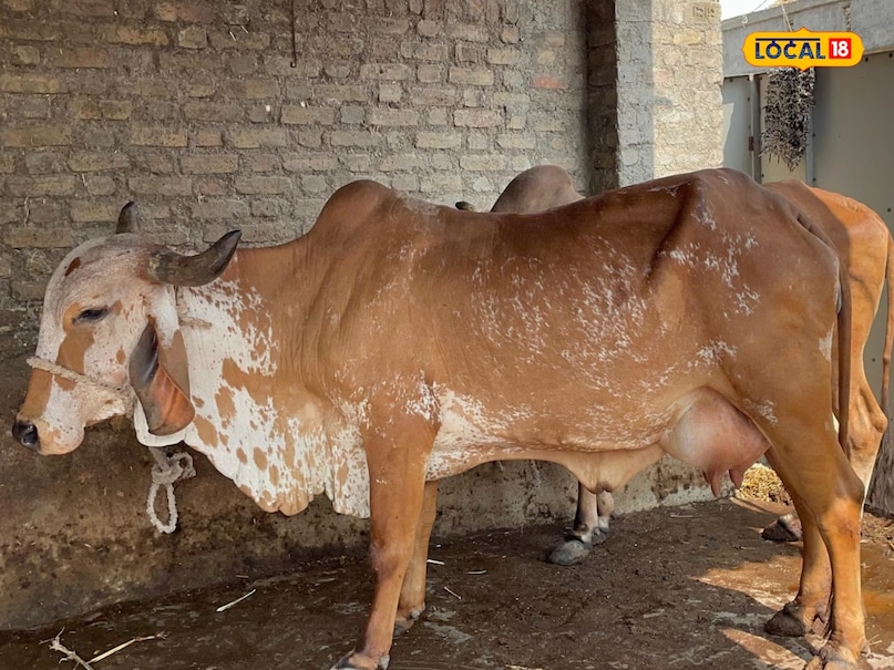 डेयरी फार्मिंग की सफलता की कहानी डेयरी फार्मिंग की सफलता की कहानी