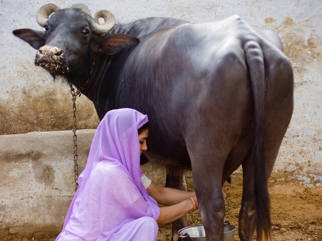 SBI Pashupalan Loan : ₹70,000 से लेकर ₹80,000 तक का लोन गाय और भैंस के लिए, जानिए पूरी जानकारी