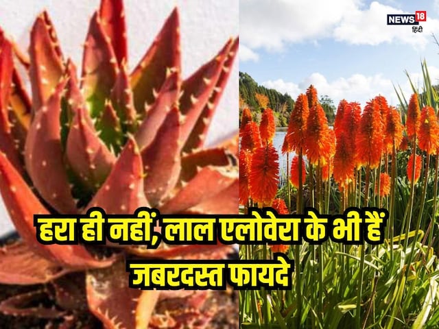 हरा ही नहीं, लाल भी होता है एलोवेरा, फायदे में भी दोगुना... ऐसे करें यूज हरा ही नहीं, लाल भी होता है एलोवेरा, फायदे में भी दोगुना... ऐसे करें यूज