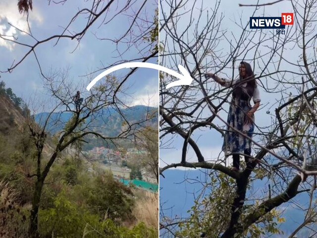 रील बनाने के लिए पेड़ पर चढ़ी लड़की, पतली डाल पर खड़े होकर किया डांस!