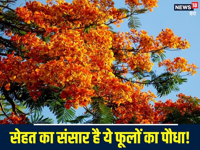 ये पेड़ फूलों का बाग है या सेहत का संसार? फूल-फल सभी सेहतमंद रखने में कारगर!