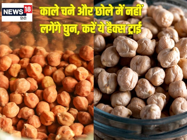 काले चने छोले में लग जाते हैं घुन, डिब्बे में डाल दें ये 3 चीज, नहीं सड़ेंगे काले चने छोले में लग जाते हैं घुन, डिब्बे में डाल दें ये 3 चीज, नहीं सड़ेंगे