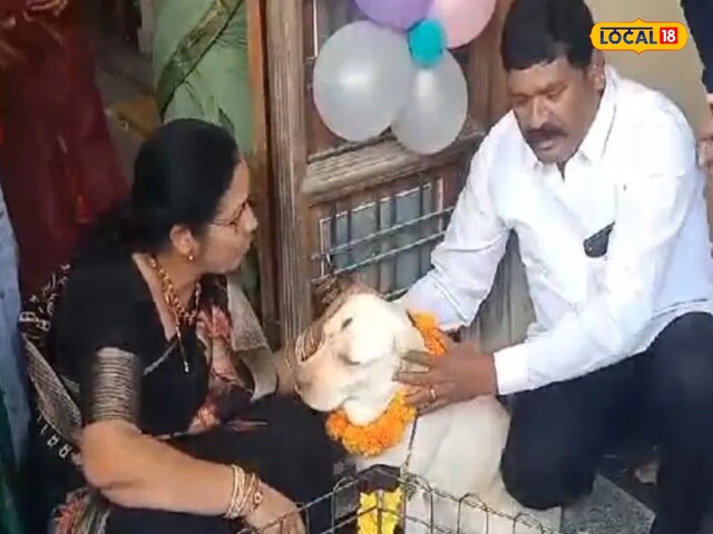 कुत्तियां बनीं मां, 7 बच्चे जन्मे! मालिक ने दी नामकरण की जबरदस्त पार्टी