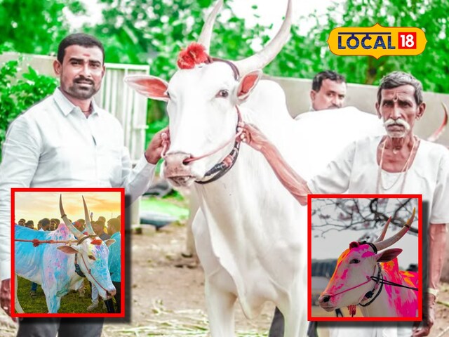 इस बैल ने रेस में जीता ट्रैक्टर, बुलेट, थार.... मालिक को बना दिया करोड़पति