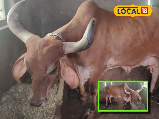 जानवरों की उम्र 18-20 साल, पर ये गाय 23 की होकर भी जवान...रोज देती 14 लीटर दूध