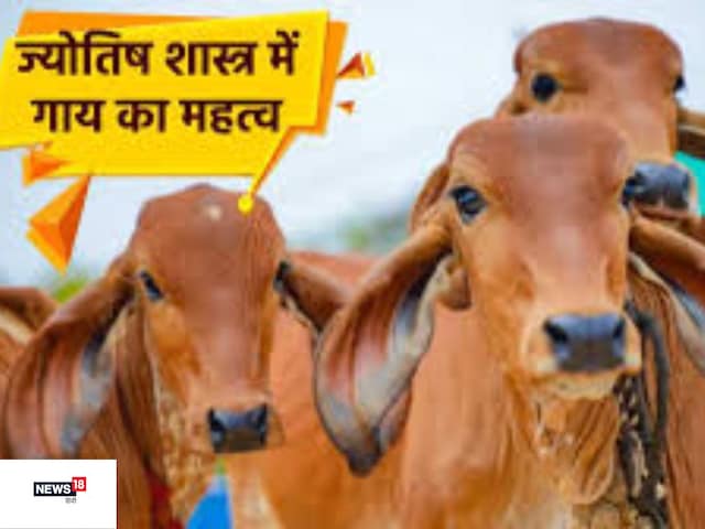 गाय की पूंछ के बाल से दुर्भाग्य, कालसर्प दोष और पितृ दोष से मिलेगी मुक्ति! गाय की पूंछ के बाल से दुर्भाग्य, कालसर्प दोष और पितृ दोष से मिलेगी मुक्ति!