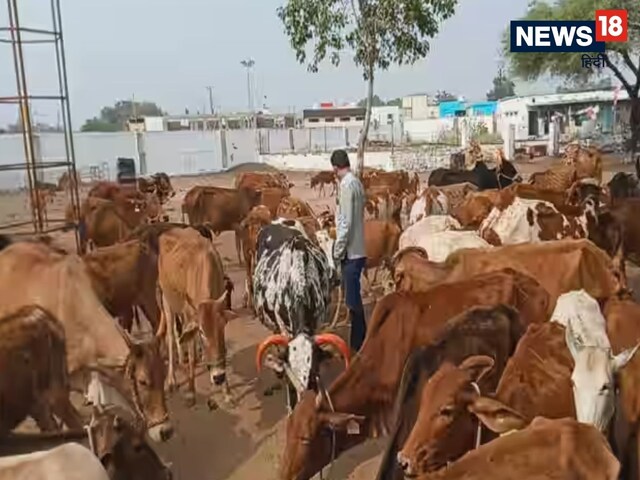 गोशाला से गायब हो गईं 544 गाय, भागे-भागे पहुंचे अफसर, अंदर गए तो उड़ गए होश