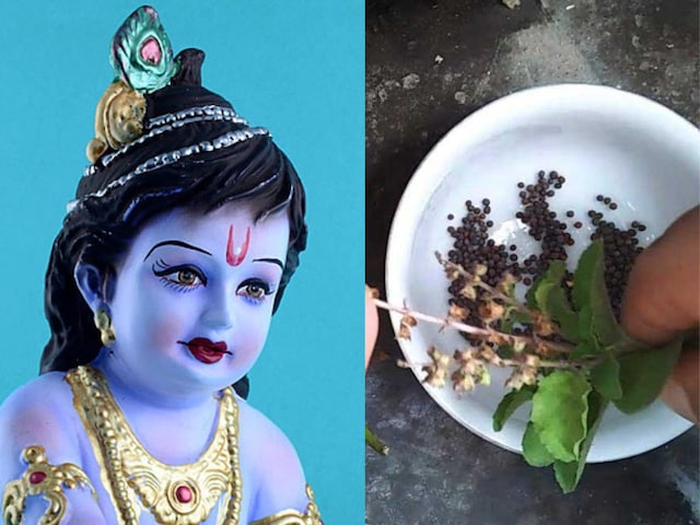 Laddu Gopal Puja Niyam: लड्डू गोपाल को बासी तुलसी का पत्ता चढ़ाना शुभ या अशुभ?