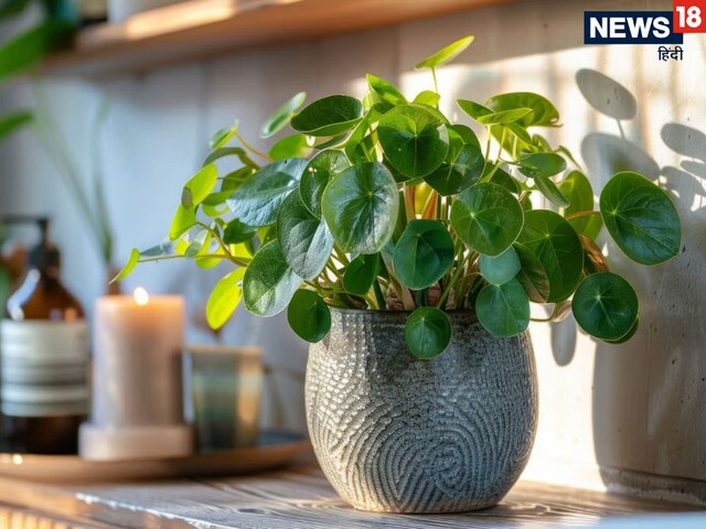 मनी प्लांट के नीचे इस तेल का दीया आज ही से शुरू कर दें जलाना