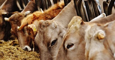 पशुओं की देखभाल 