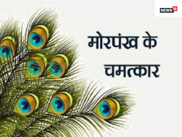 घर में मोरपंख रखने से दूर होगा वास्तु दोष! बीमारियों के साथ आर्थिक तंगी भी...