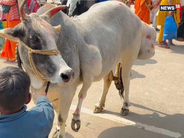 महाराष्ट्र से महिला पहुंची महाकुंभ, साथ थी अजीब चीज, लोगों को लगा गड़बड़, फिर