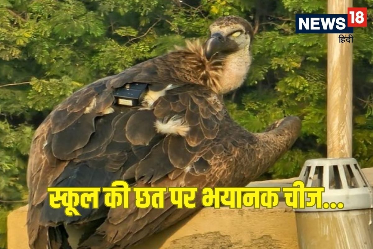 स्कूल की छत पर थी एक अजीब चीज, पड़ गई नजर, फिर जंगल-जंगल घूमने लगे लोग