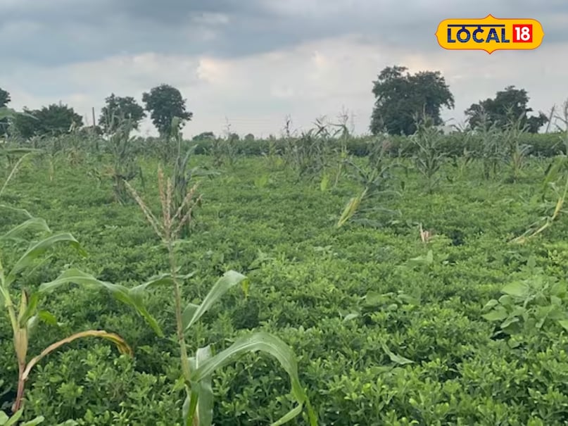 organic farming