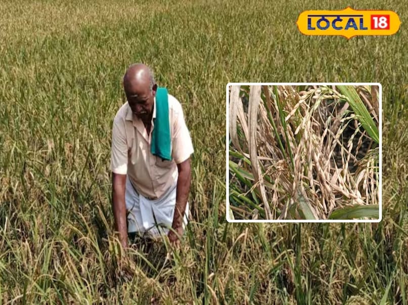 paddy-yield crop paddy-yield crop