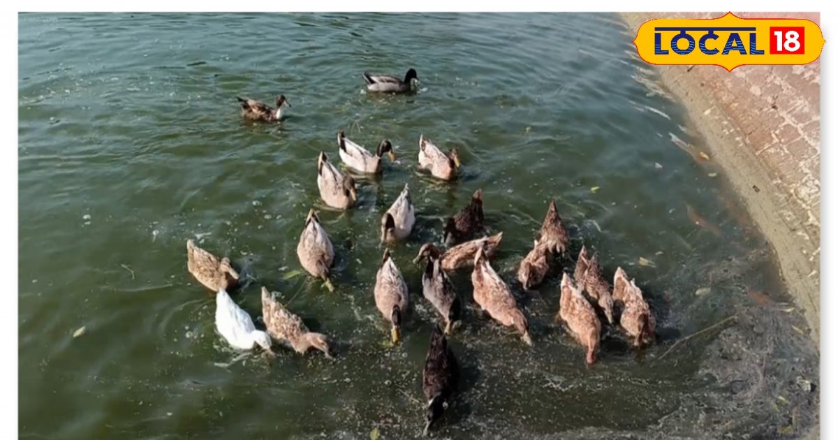 Chhali and Duck Farming: मछली और बत्तख पालन से किसान कमा सकते हैं मोटी ...