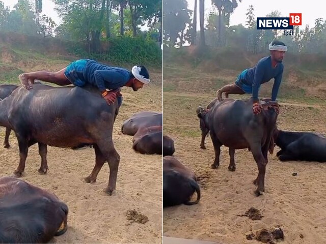 कम पड़ गई जमीन, तो भैंस के ऊपर चढ़कर पुश-अप करने लगा शख्स!