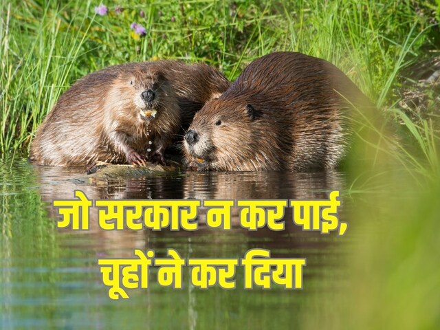 7 साल से जो नहीं कर पाई सरकार, चूहों की फौज ने 2 दिन में निपटा दिया!