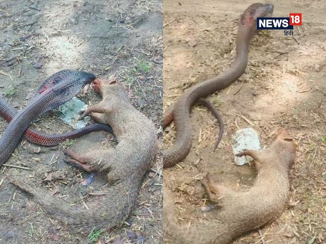 कोबरा और नेवले में छिड़ गई जंग, नतीजा देख किसी को नहीं हुआ यकीन! कोबरा और नेवले में छिड़ गई जंग, नतीजा देख किसी को नहीं हुआ यकीन!