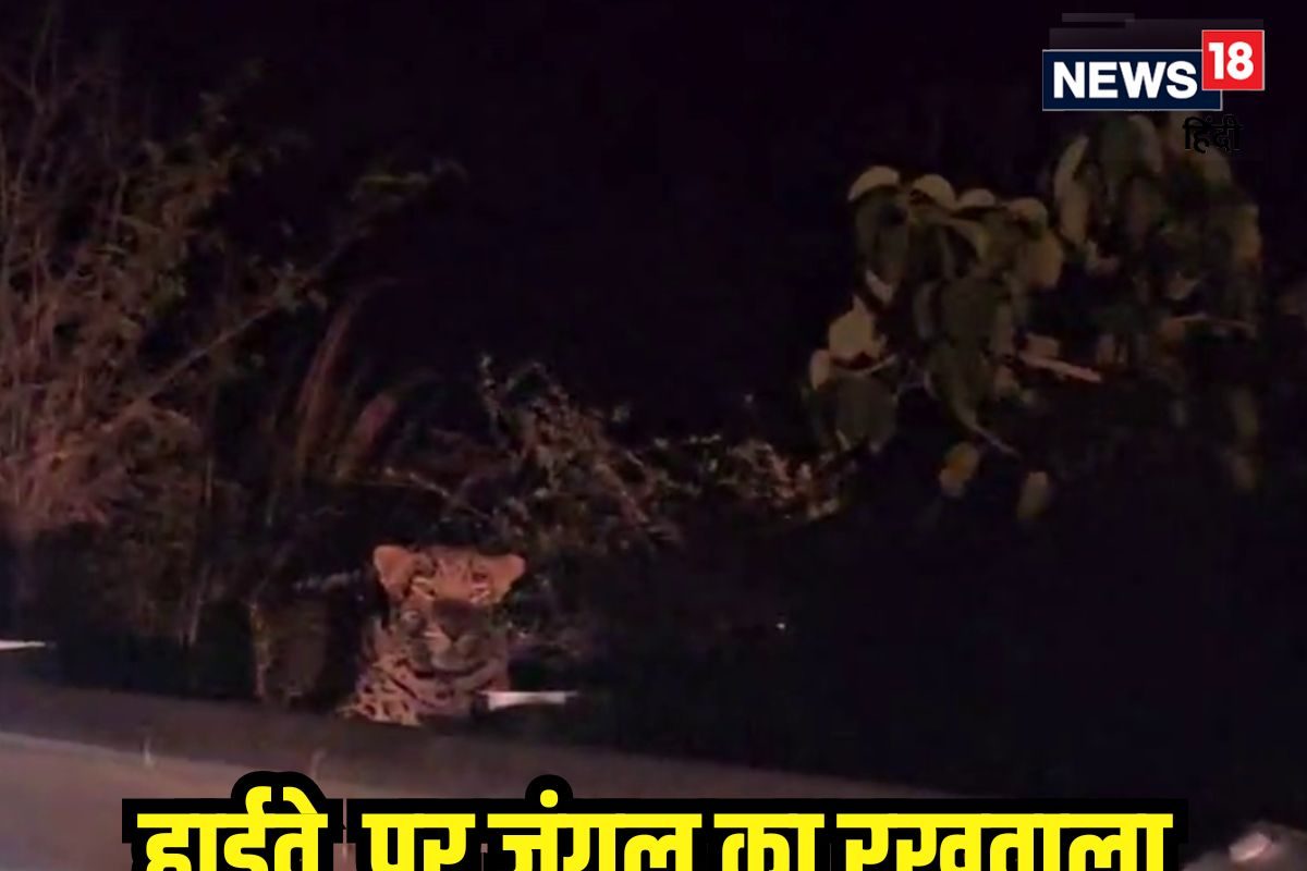 डॉक्टर ने बनाई VIDEO: एकटक घूरता रहा नहीं हुआ टस से मस NH किनारे दिखा तेंदुआ