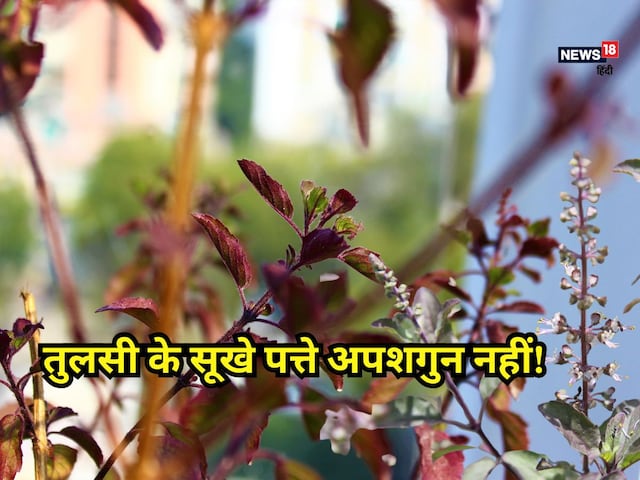 अपशगुन नहीं घर में सूखी तुलसी का होना, करेंगे ये अचूक उपाय तो... अपशगुन नहीं घर में सूखी तुलसी का होना, करेंगे ये अचूक उपाय तो...
