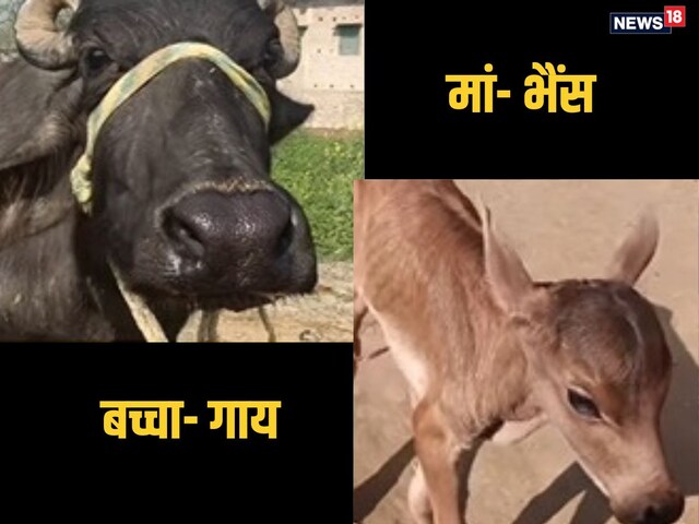 भैंस ने दिया बछड़े को जन्म, सुबह हैरान रह गया गांव, दौड़ा-दौड़ा आया मुखिया