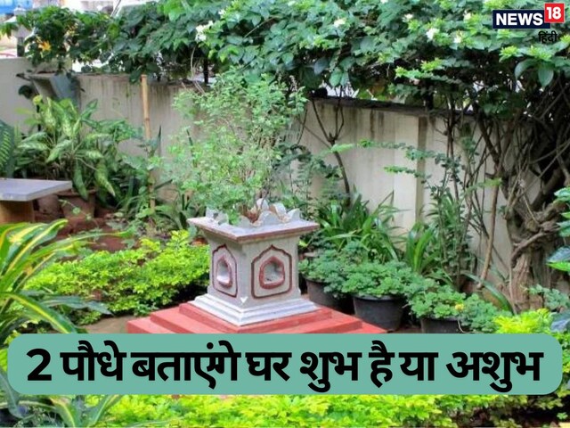 आपका घर शुभ है या अशुभ? ये दो पौधे देंगे संकेत