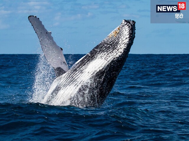 कैसा लगता है कि जब आपको निगल जाती है व्हेल? दो लोगों की आपबीती!