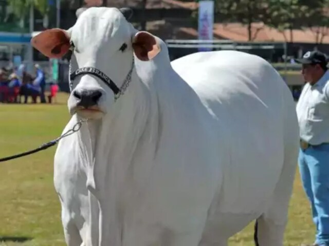 दुनिया की सबसे महंगी गाय, कीमत 10-20 करोड़ नहीं बल्कि..इतने में 50 घोड़े आ जाए