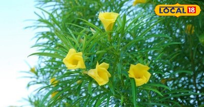 Kaner Plant: Ayurvedic Marvel with Miraculous Medicinal Properties