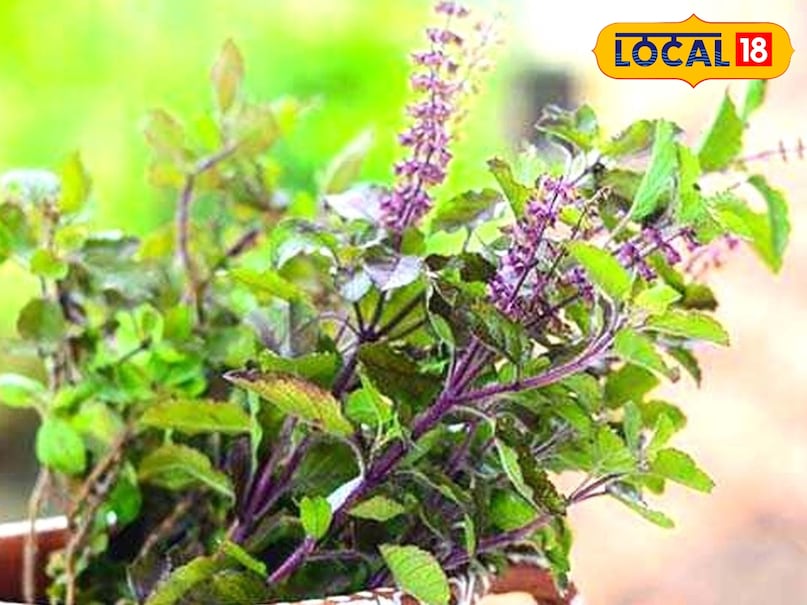 tulsi tulsi