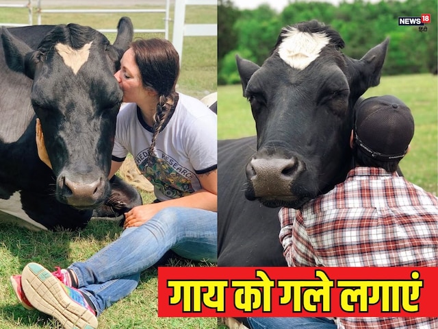 What is Cow Hug Day, why is the trend of this worldwide, know its benefits What is Cow Hug Day, why is the trend of this worldwide, know its benefits