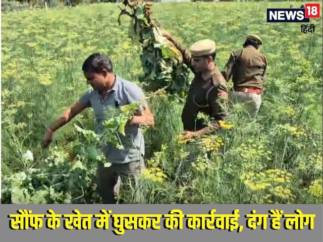 खेत में थी सौंफ की फसल, पटवारी को दिखा कुछ ऐसा, अफसरों में मची भागमभाग खेत में थी सौंफ की फसल, पटवारी को दिखा कुछ ऐसा, अफसरों में मची भागमभाग