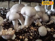 मशरूम की खेती कम जगह में बेहतर विकल्प, बस इन बातों का रखें ध्यान