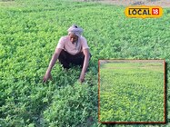 अब चारे की टेंशन खत्म! उगाएं यह सुपरफूड, दुधारू पशुओं के लिए है सुपरफूड, दूध..