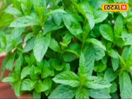 तेल-मसाले खाकर बिगड़ गया हाजमा? तो अपनाएं घरेलू नुस्खा, पेट की हर मर्ज का हल